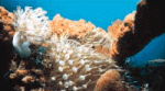 Under Water View - Scuba Dive