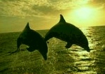 los delfines en la playa de lovina - Bali