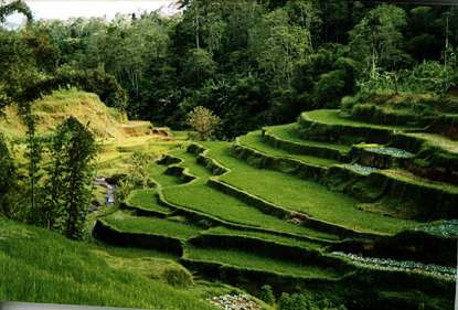 campo de arroz en Bali