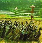 Balinese Boy in the Work