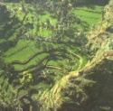 paddy